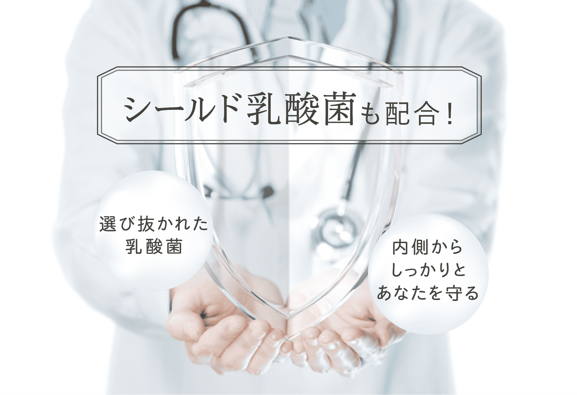 シールド乳酸菌